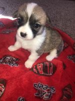 Purebred Pembroke corgi’s