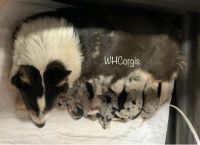 *Corgi puppies* WhCorgis on Fb. We have Fluffy, Bluies, Merle.