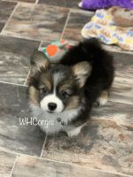 *Corgi puppies* WhCorgis on Fb. We have Fluffy, Bluies, Merle.