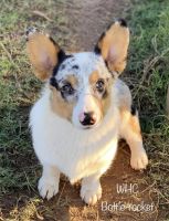 *Corgi puppies* WhCorgis on Fb. We have Fluffy, Bluies, Merle.