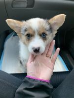 2 month corgi