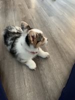 2 month corgi