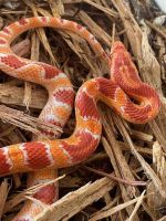 Corn Snake Reptiles for sale in Wilmington, North Carolina. price: NA