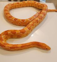 Corn Snake Reptiles Photos