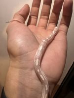 Albino snow corn snake