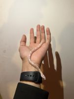 Albino snow corn snake