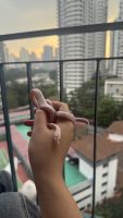 Corn Snake Reptiles for sale in Mont Kiara, Kuala Lumpur, Federal Territory of Kuala Lumpur, Malaysia. price: NA