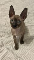 Cornish Rex Cats for sale in Ft. Mill, South Carolina. price: $1,100
