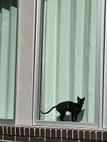 Cornish Rex Female Kitten