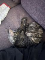 Cornish Rex Female Kitten