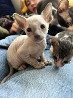 Myytävänä Cornish Rex -pentuja