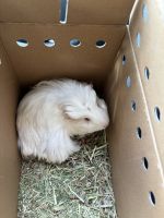 Coronet Guinea Pig Rodents for sale in Ontario, California. price: $90