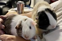 Coronet Guinea Pig Rodents for sale in Grand Rapids, Michigan. price: NA