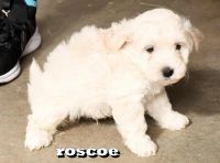 Coton De Tulear Puppies for sale in Syosset, NY 11791, USA. price: $1,200