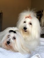 Coton De Tulear Puppies for sale in Dallas, Texas. price: $2,500