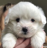 Coton De Tulear Puppies for sale in Big Rapids, MI 49307, USA. price: $3,000