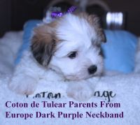 Coton De Tulear Puppies for sale in Sedona, AZ 86336, USA. price: $2,800