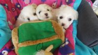 Coton De Tulear Puppies for sale in El Paso, TX, USA. price: $500