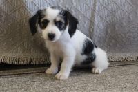 Coton De Tulear Puppies for sale in Canton, OH, USA. price: $399