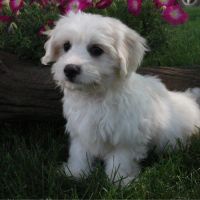 Coton De Tulear Puppies for sale in Canton, OH, USA. price: $599