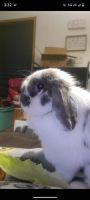 Cottontail Rabbits for sale in Indianapolis, IN, USA. price: $300