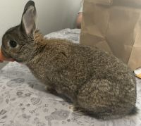 Cottontail Rabbits for sale in Canton, CT, USA. price: $30