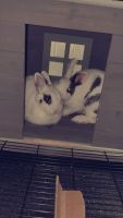 Cottontail Rabbits for sale in Lumber Bridge, NC 28357, USA. price: $300