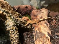 Crested Gecko Reptiles Photos