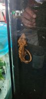 Crested Gecko Reptiles for sale in redford, Michigan. price: $50