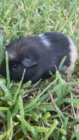 Crested Guinea Pig Rodents Photos