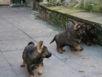 Croatian Sheepdog Puppies for sale in Los Angeles, CA, USA. price: $400