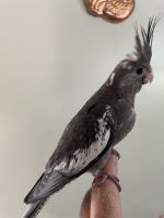 Cuckoo Birds Photos