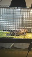 Cumberland Turtle Reptiles for sale in Portsmouth, VA, USA. price: $30