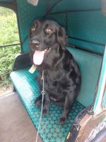 Curly Coated Retriever Puppies Photos