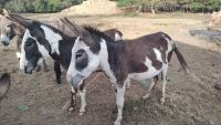 Cypriot Donkey Horses Photos
