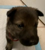 Czechoslovakian Wolfdog Puppies for sale in 108 Main St, Idalou, TX 79329, USA. price: $500