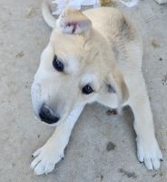 Czechoslovakian Wolfdog Puppies for sale in Yuma, Arizona. price: NA