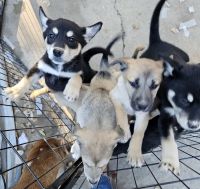 Czechoslovakian Wolfdog Puppies Photos