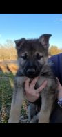 Czechoslovakian Wolfdog Puppies for sale in Athens, GA, USA. price: $800