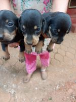 Dachshund Puppies for sale in Vitla, Karnataka 574243, India. price: 5,000 INR