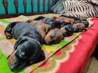 Dachshund Puppies for sale in Saligramam, Chennai, Tamil Nadu, India. price: 6,000 INR