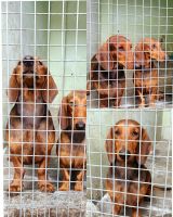Dachshund Puppies for sale in Kochi, Kerala, India. price: 10000 INR