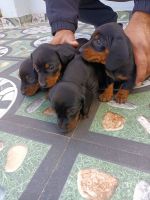 Dachshund Puppies for sale in Almora, Uttarakhand, India. price: 5,000 INR