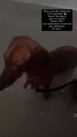 Dachshund Puppies for sale in Siliguri, West Bengal, India. price: 15000 INR