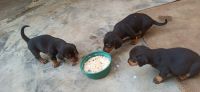 Dachshund Puppies for sale in Narnaul, Haryana 123001, India. price: 12,000 INR
