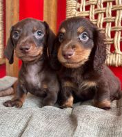 Dachshund Puppies for sale in Toronto, ON, Canada. price: $500