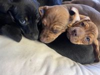 Dachshund Puppies for sale in Grants Pass, OR, USA. price: $600