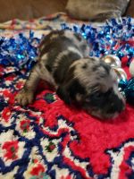 Dachshund Puppies for sale in North Manchester, IN 46962, USA. price: $1,100