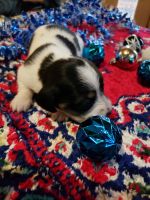 Dachshund Puppies for sale in North Manchester, IN 46962, USA. price: $800