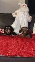 Dachshund Puppies for sale in Astoria, Queens, NY, USA. price: $1,300